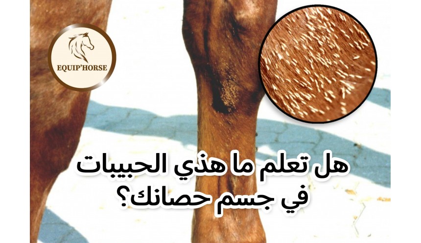 Do You Really Know What’s Hiding on Your Horse’s Coat?